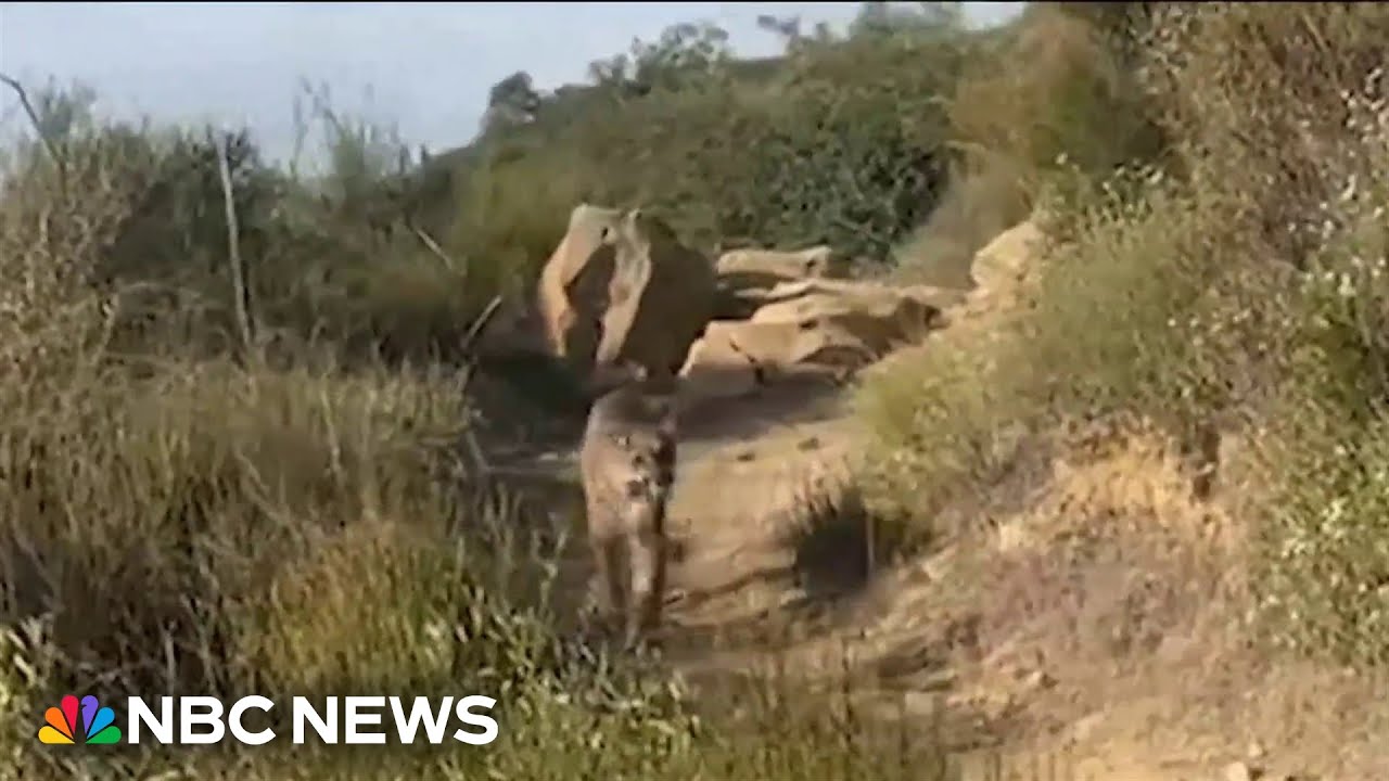 Video shows California hiker face-to-face with mountain lion