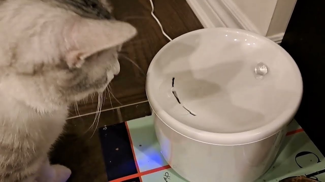 Обзор фонтана для кошек Instachew Purrflow