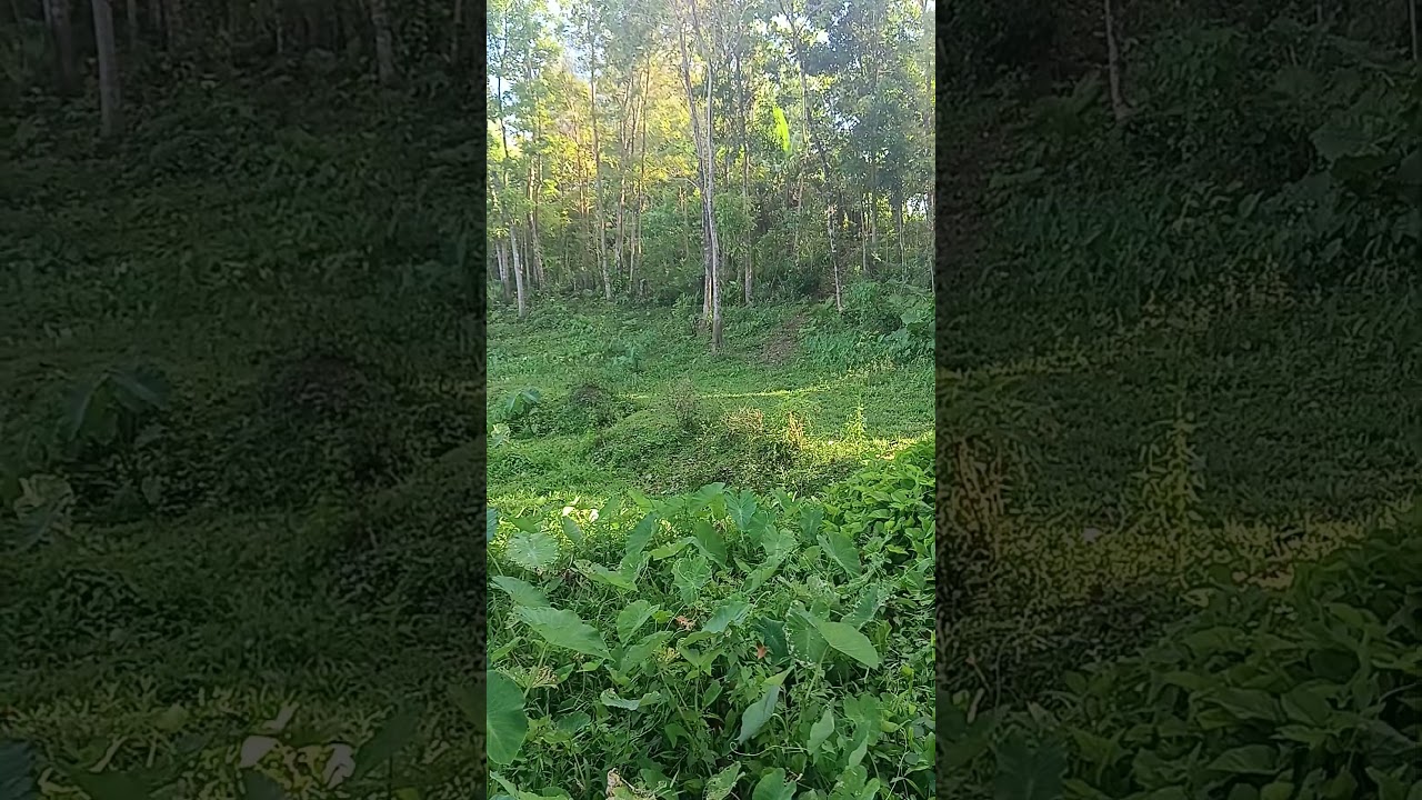 Buhay probinsya,#beautifulnature #nature #buhayprobinsya #peaceful #shorts #shortvideo #peaceofmind