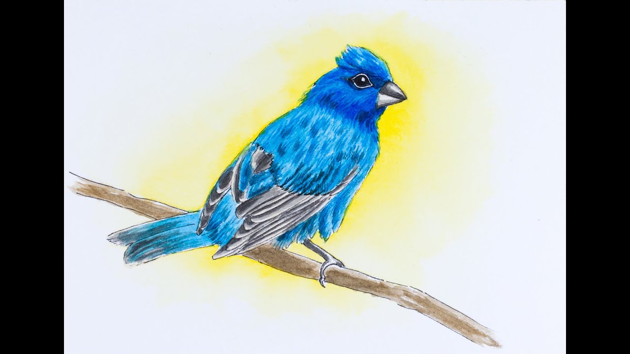 Rare Bird - illustration for 