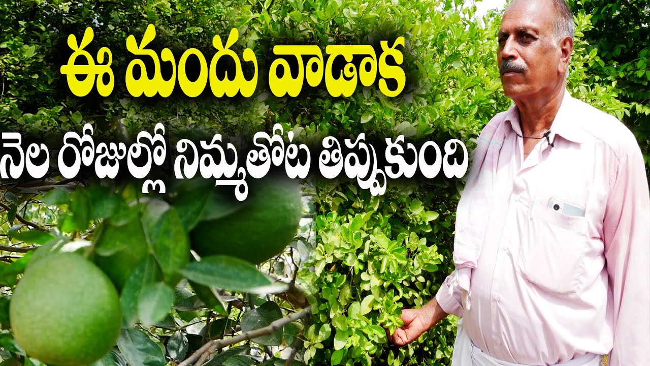 E75 | నెల రోజుల్లో నిమ్మతోట తిప్పుకుంది | Farmer Chennareddy | @GramaBazaar