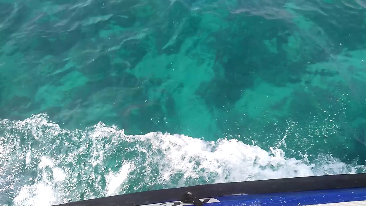 Whale, Shark & Tortoise search in the deep Arabian sea(2)