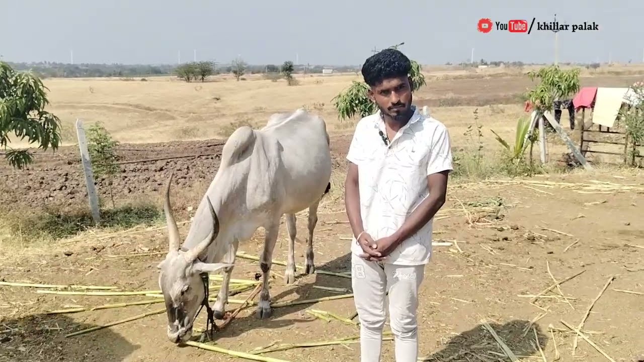 मेजर दयानंद आवटी यांच्या दावणीला असलेल्या सर्व गायी वासरे आणि तयार झालेल्या सर्व खोंडांबद्दल माहिती