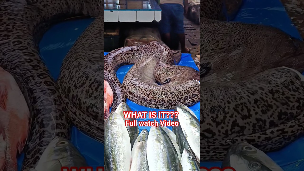 PUBLIC MARKET | TACLOBAN DOWNTOWN#marketstore #publicmarket #market #markettrends#tacloban