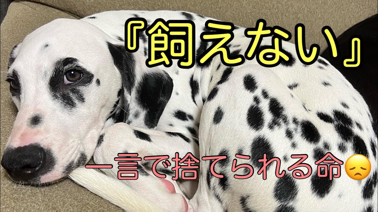 可愛すぎるダルメシアンパピー☺️一般家庭からの救助犬#犬 #ダルメシアン #保護犬