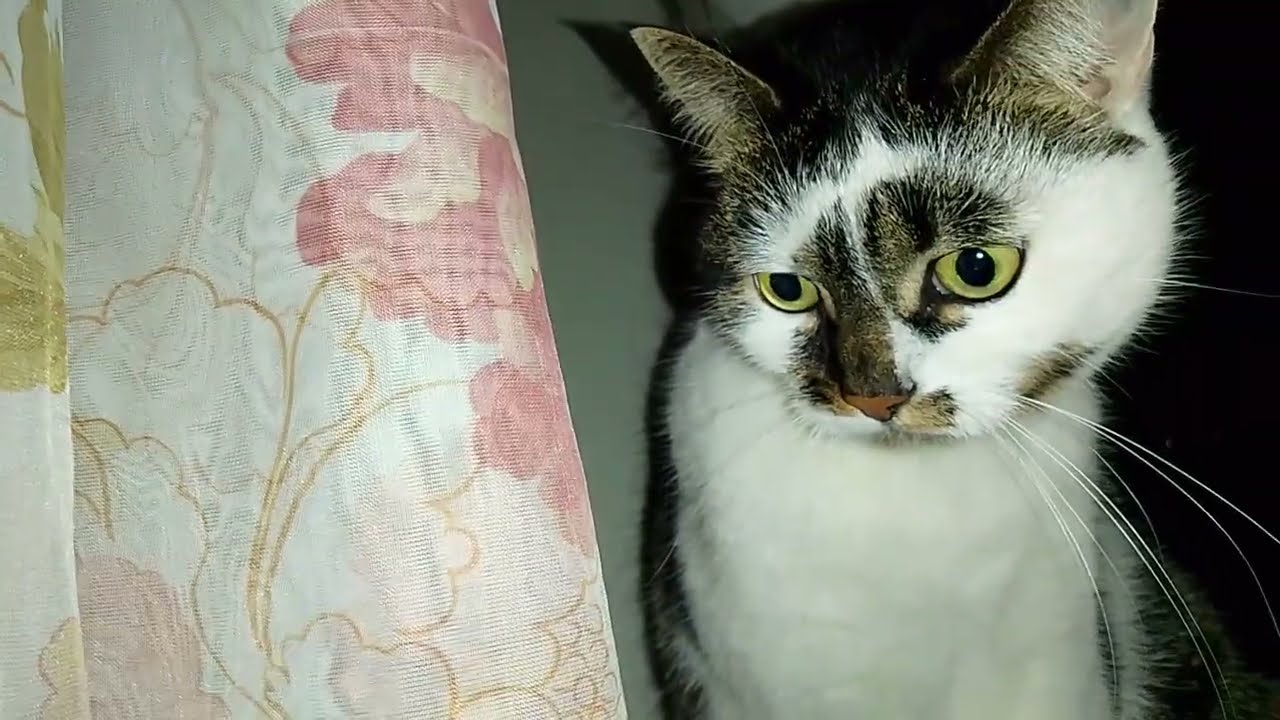 КОТИКИ И БЛЭКАУТ!🙀🔦РАЗВЛЕКАЕМСЯ!🪟 МАЛЕВИЧ ОТДЫХАЕТ!🧐 КУ-КУ!😸