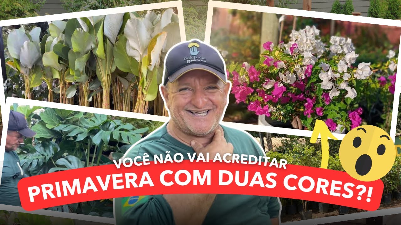 A VOLTA DOS QUE NÃO FORAM - PRIMAVERA BICOLOR, MARANTA CHARUTO, COSTELA DE ADÃO E MUITO MAIS