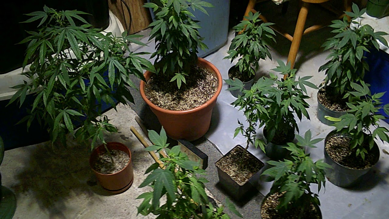 Cannabis Growing with James (Cannabis Sativa)