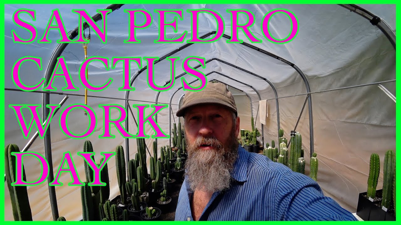 Lets Work on Cactus Projects, San Pedro, Sacred Cactus