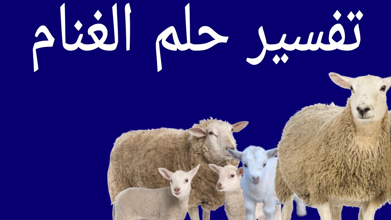 تفسير حلم رؤية الغنام تلد في المنام، The shepherd in a dream