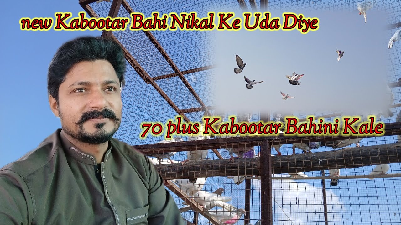 New kabutar Bahe nikal Diye// 70 plus Kabootar Bahi nikale,,🔥Ateeq AD vlogs🔥