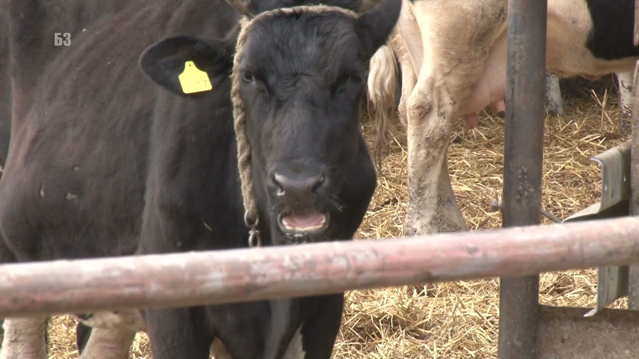 KRAVE PRAKTIČNO NIGDE  - bez pravog objekta - SAMO NADSTREŠNICA I STELJA - a ODLIČNA MLEČNOST