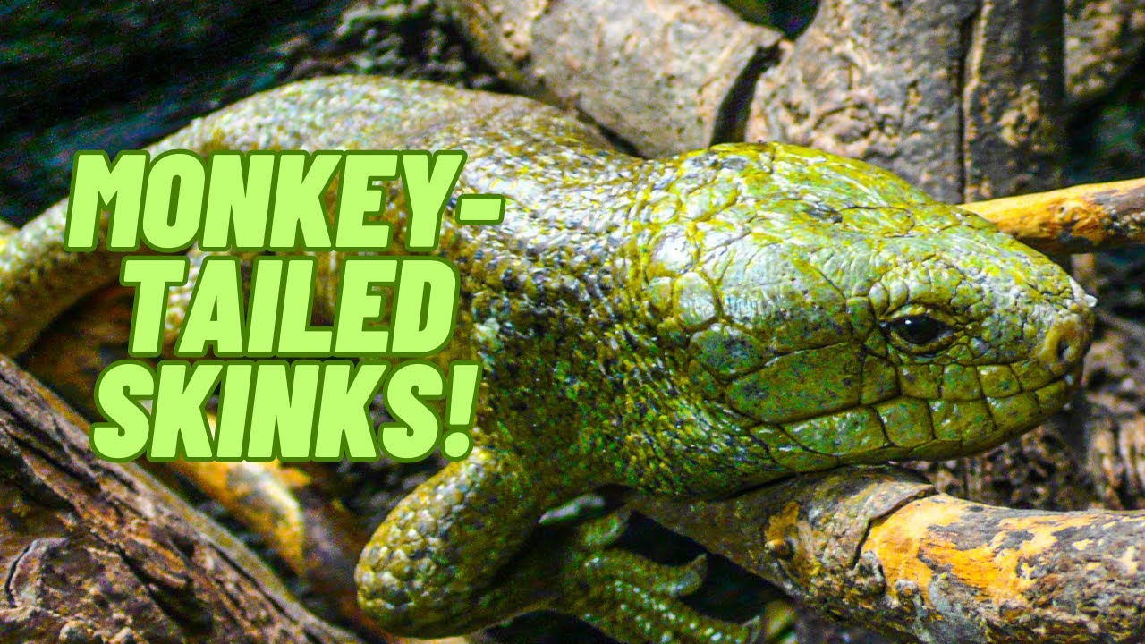 All About Monkey-Tailed Skinks!