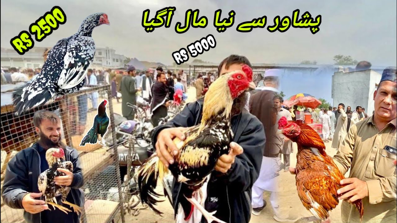 Aseel murga mandi ma Peshawar sy naya Maal Aagya|Cheap rates|Aseel murga mandi