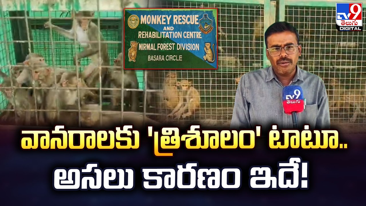 వానరాలకు 'త్రిశూలం' టాటూ..అసలు కారణం ఇదే! -TV9