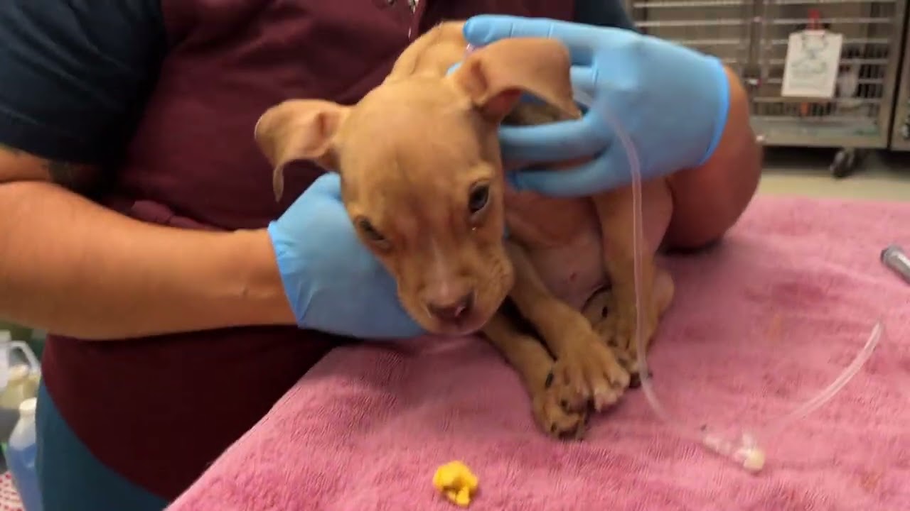 Abandoned in a KFC bathroom - Stray Rescue of St.Louis