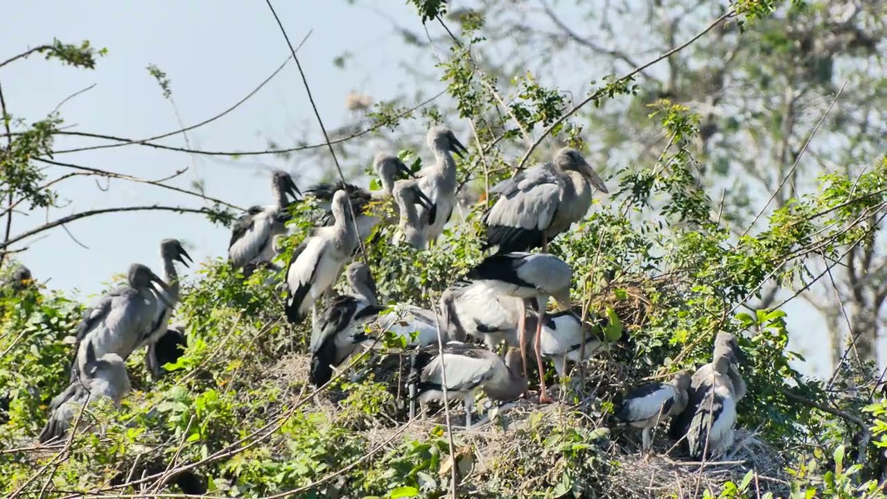 Bird Documentary ! Exploring Bird Life in the Flooded Forest ep43