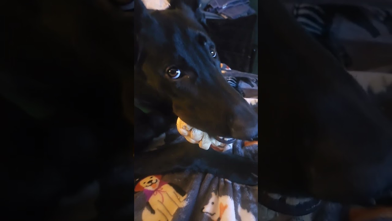 YOU HAVE A PROBLEM #dog #dogs #dogvideos #cutedogs