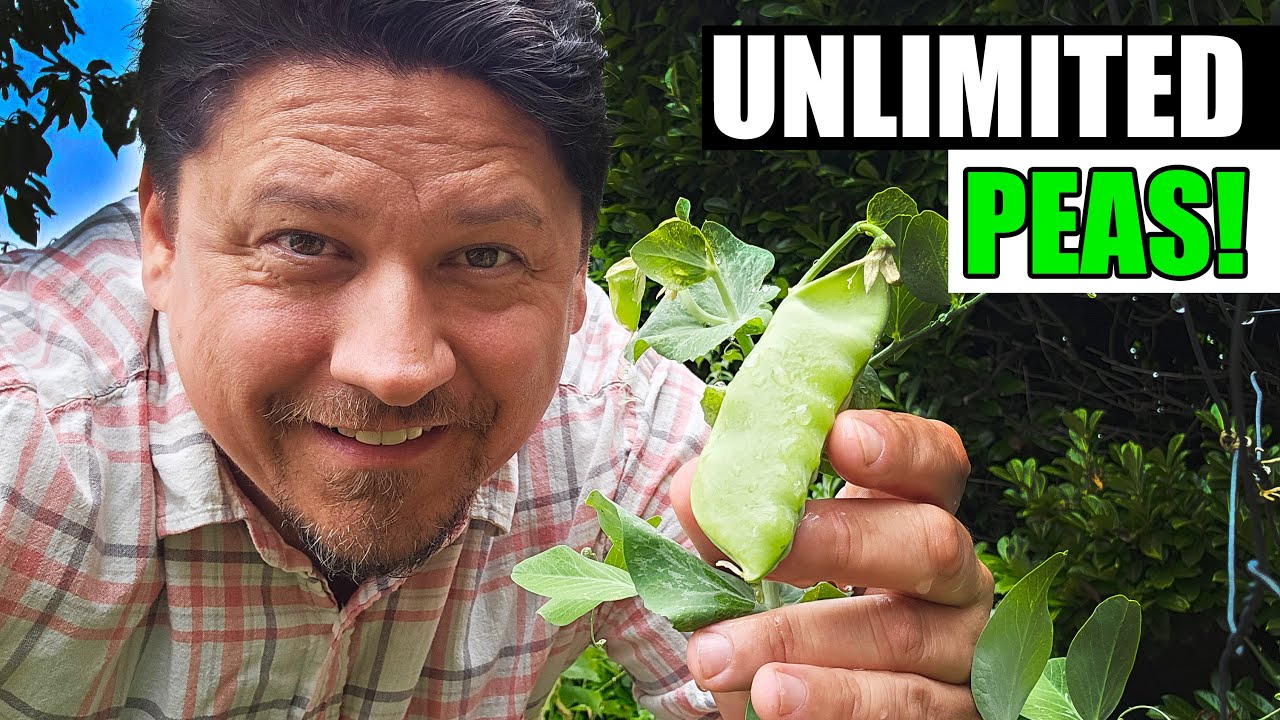 Saving Pea Seeds Made Easy Garden Quickie Episode 206