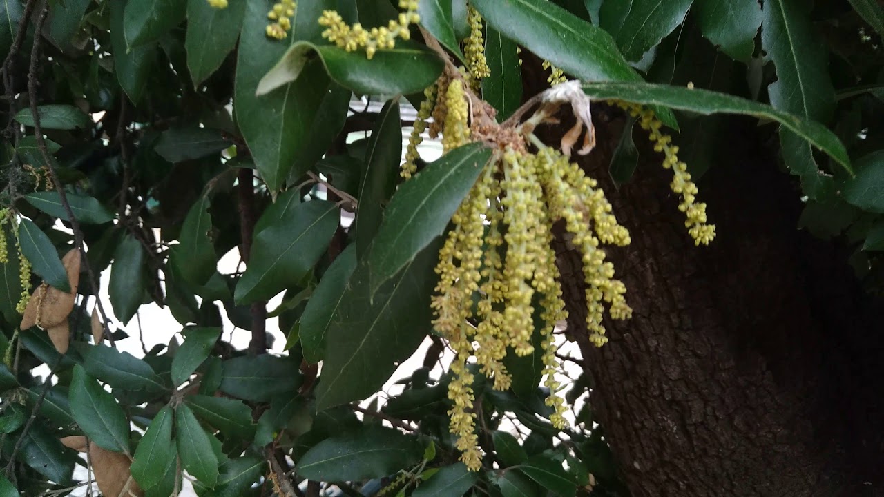 Fleurs de ch&ecirc;ne vert
