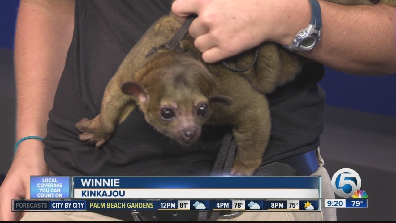 Winnie the Kinkajou visits WPTV from Palm Beach Zoo