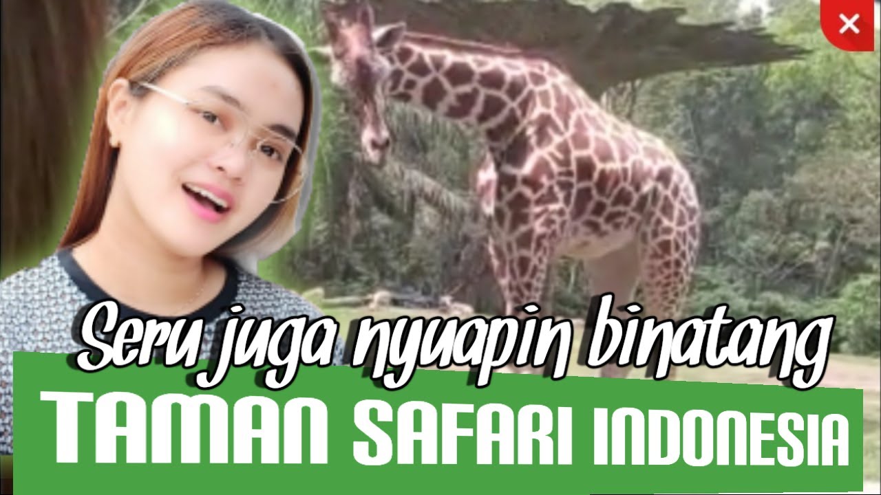 Taman Safari Indonesia Bogor | Nyuapin binatang seru deh | unaddy