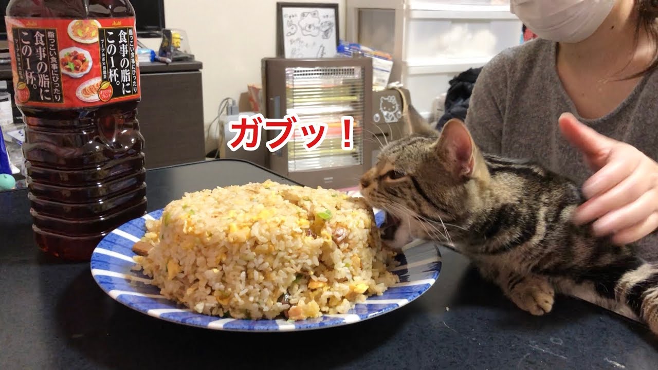 超本格カニ炒飯の香りに耐えられずイタズラが止まらなくなってしまった猫ｗ