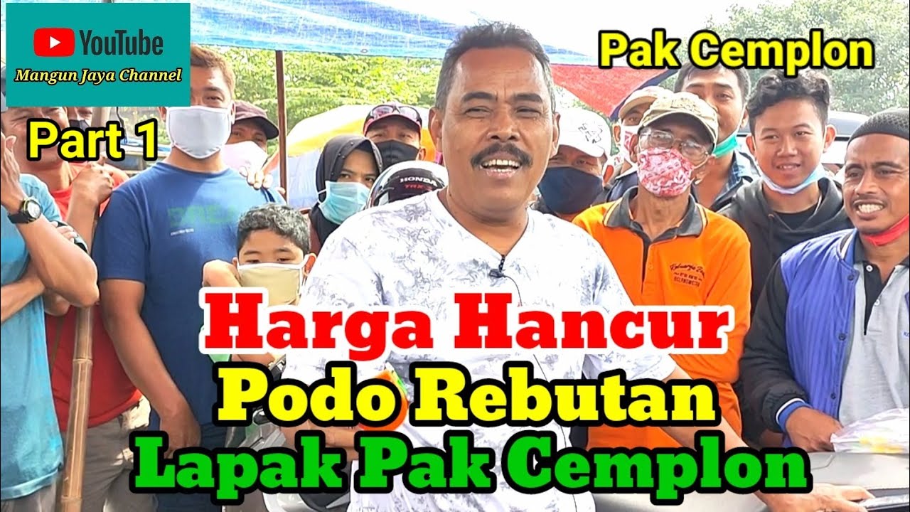 Harga Hancur Podo Rebutan Lapak Pak Cemplon.