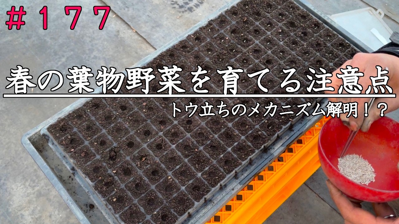 【自然農】春の葉物野菜の注意点｜トウ立ち