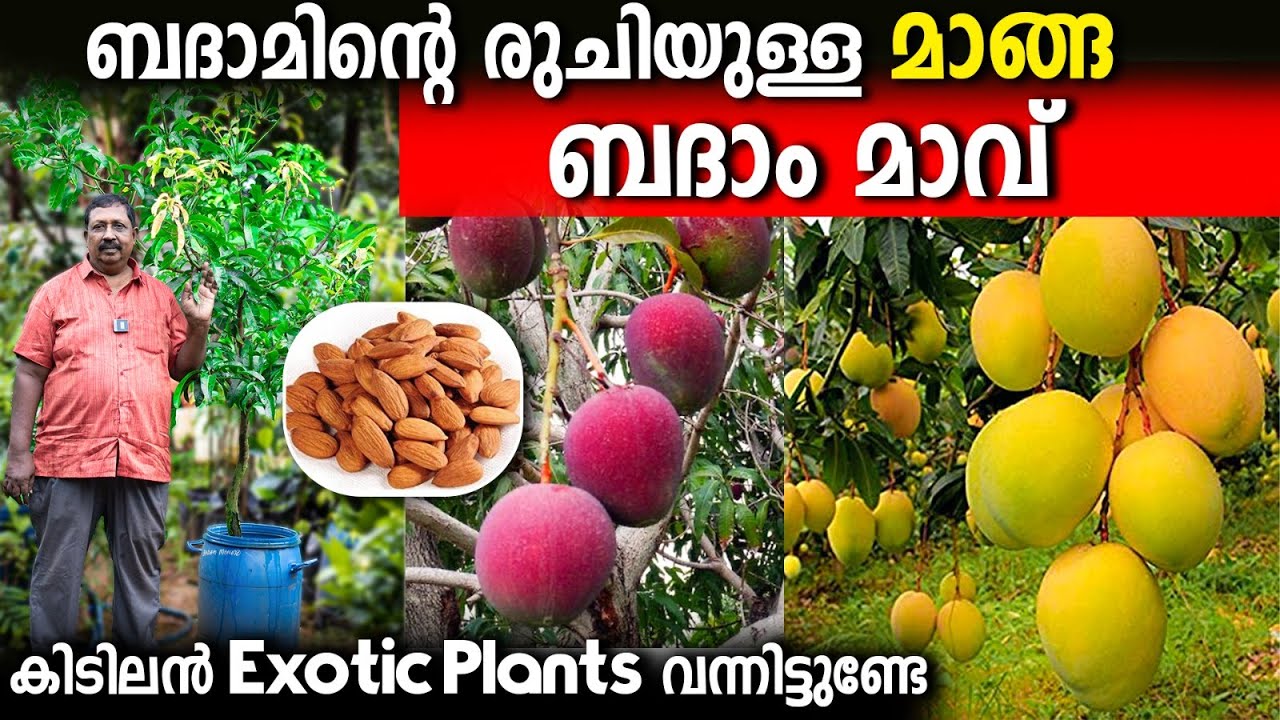 ബദാം മാവ് , മിയാസാക്കി മാവ് | 300 വെറൈറ്റി EXOTIC PLANTS ശേഖരവുമായി മണ്ണുത്തി നഴ്സറി