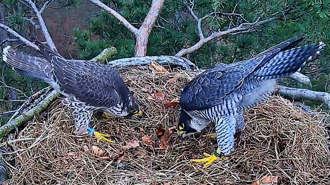 Barlinek Dwa spotkania w gnieździe 20 03 2026 sokoły wędrowne
