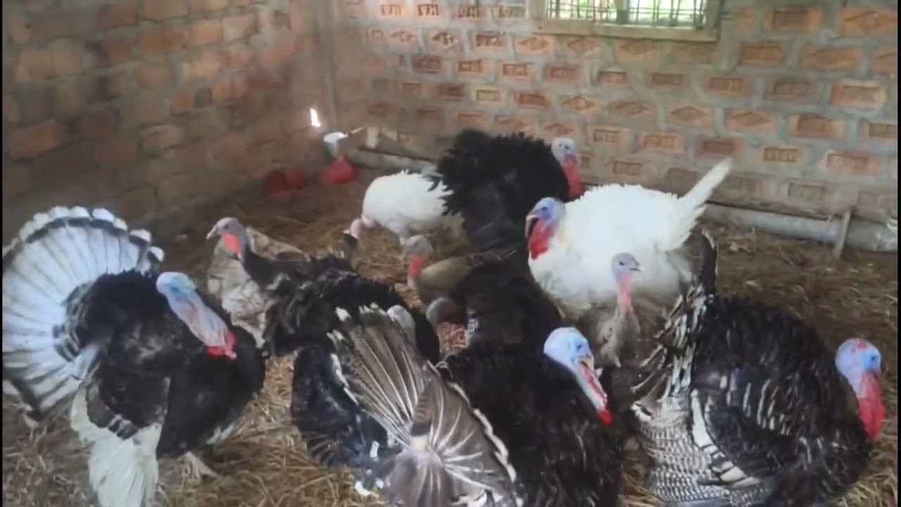 টাক মুরগীর ফ্রাম কিভাবে করছি দেখুন। ZF Agro #duckfarming #framing #duck #shorts #viral #birds 