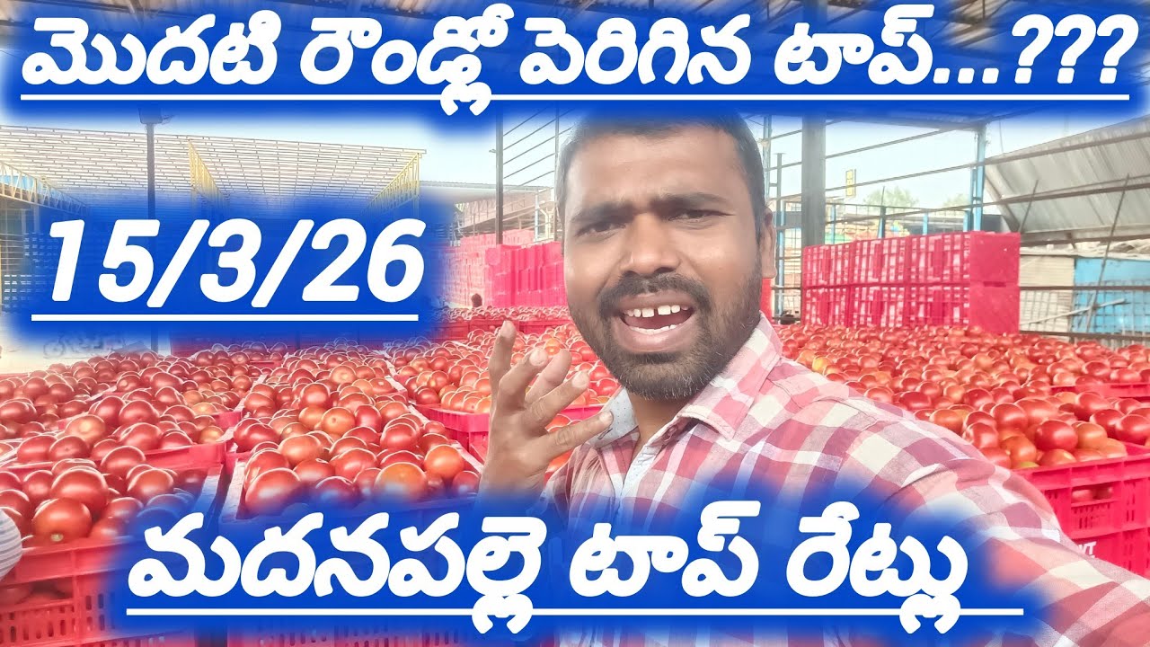 15/3/26 Madanapalle tomato market price today 🍅 మదనపల్లె ధరలు #todaytomatorate #crkvideos16 