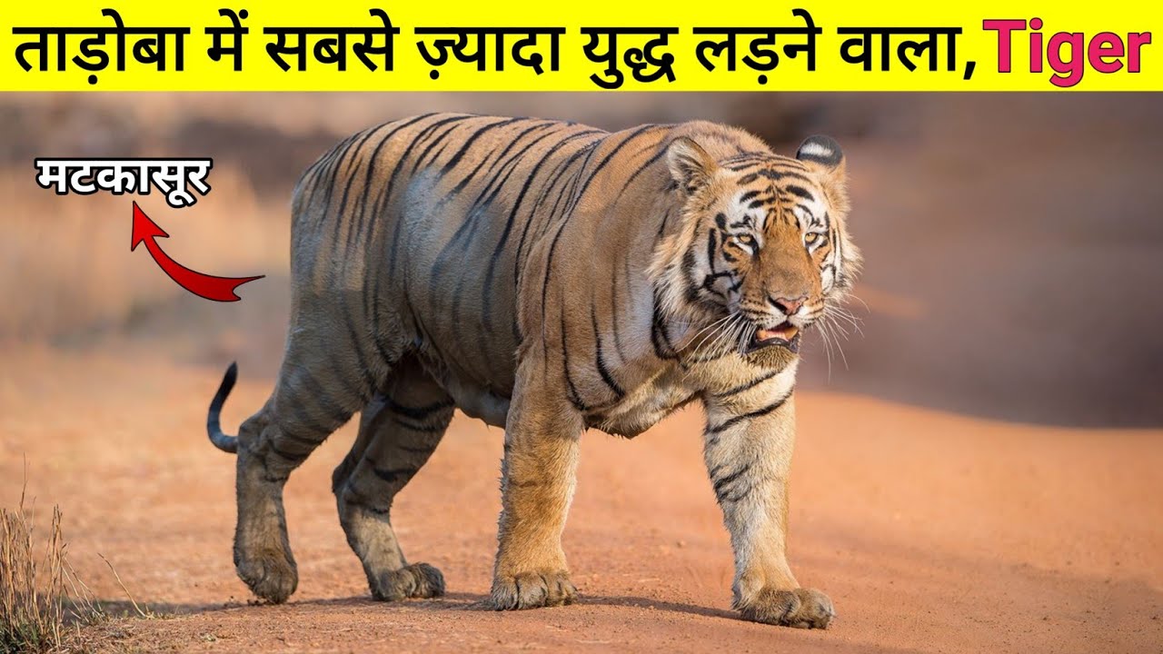 इलाके के ख़ातिर तब तक युद्ध लड़ता था || जब तक जीत नही जाता था | The True Story Of Matkasur Tiger ||