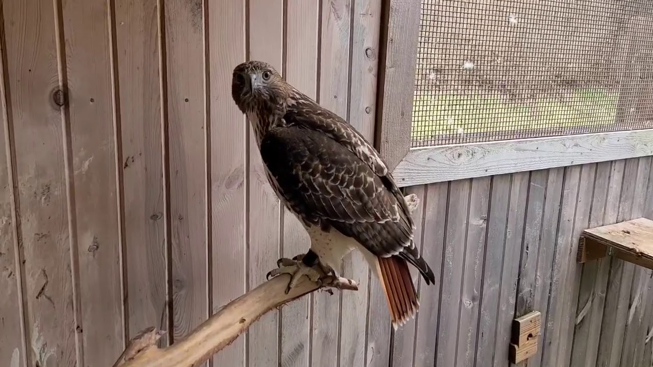 Monday’s at the Mew: Red-tailed Hawks