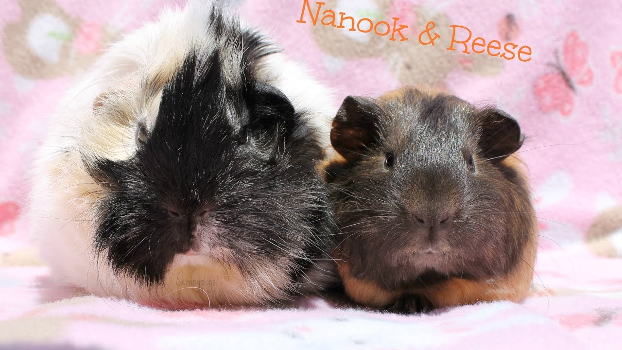Adoption Stories & Name Meanings: 11 Guinea Pigs & 1 Bunny