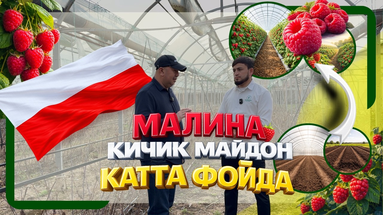 Malina biznesi uchun sifatli ko‘chatlar 🍓