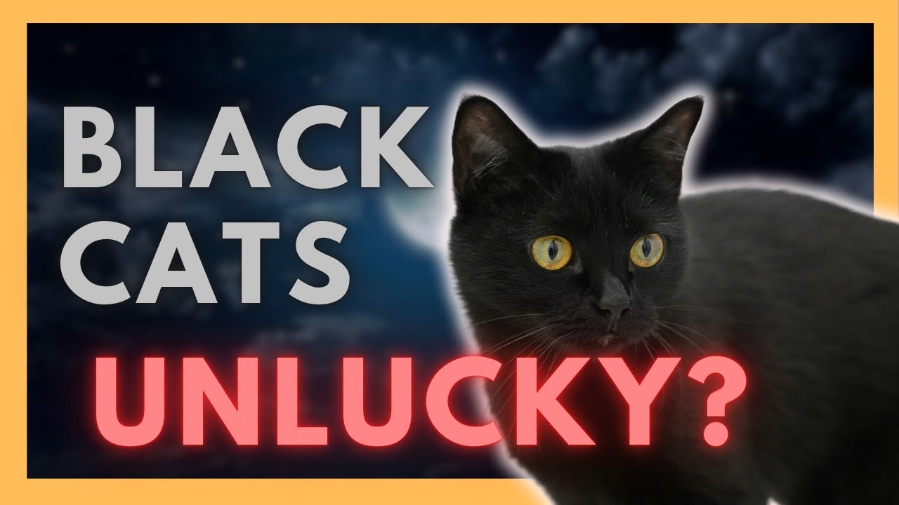 Why Black Cats Are 