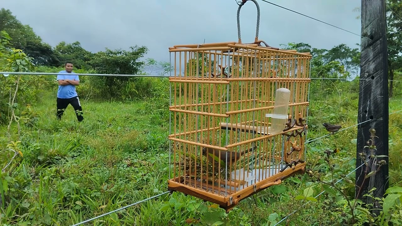 curió FENÔMENO pegando pardo na batida #curio #curiodepresa #pardo #natureza