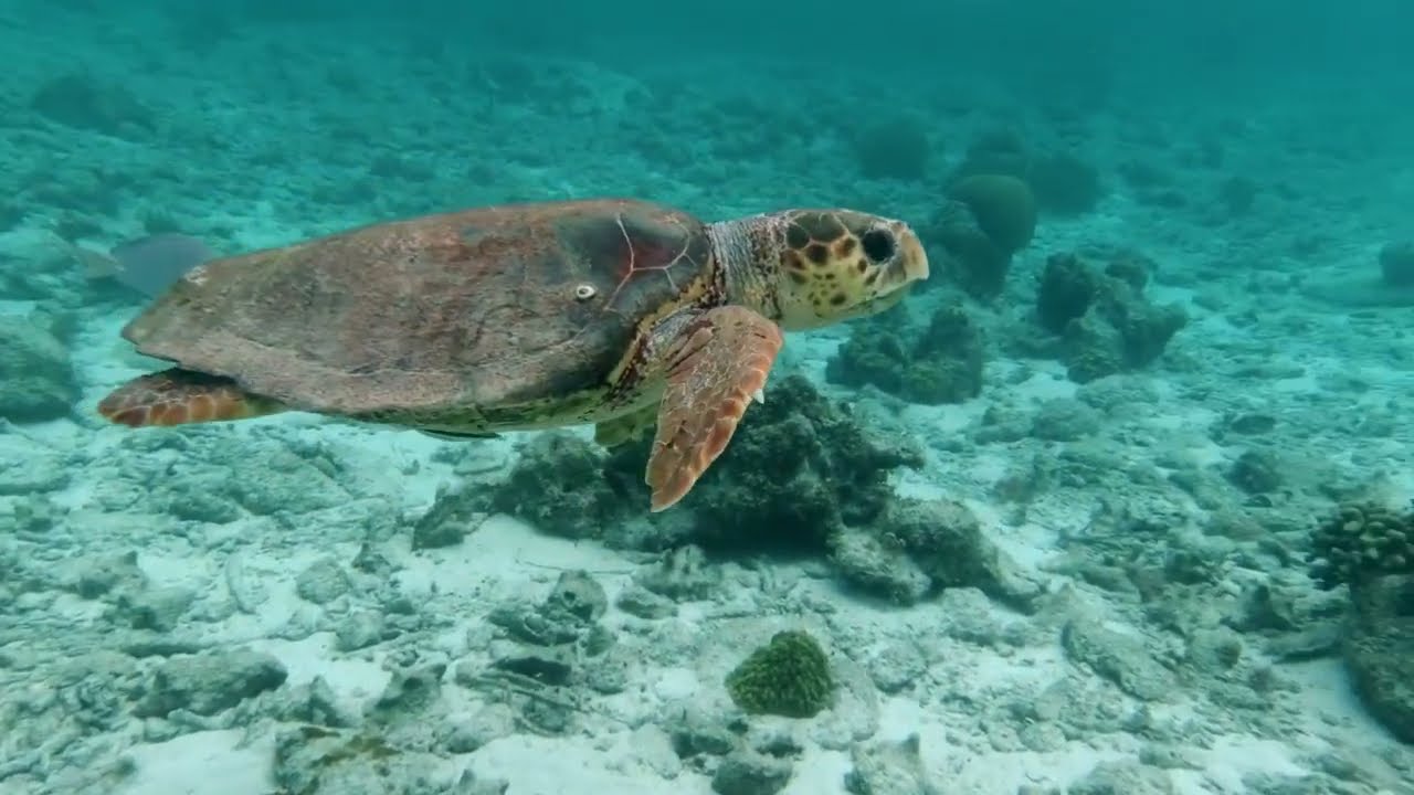 The most fascinating animal navigation methods.