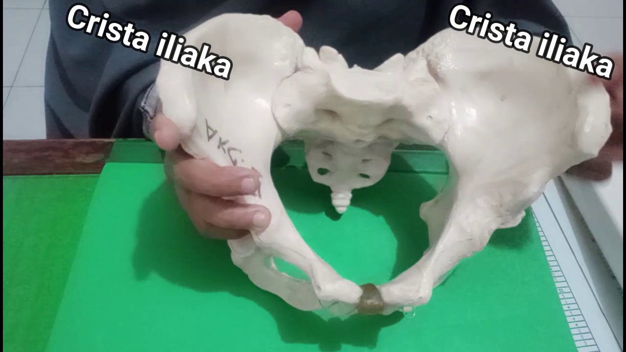 Anatomi Panggul Wanita
