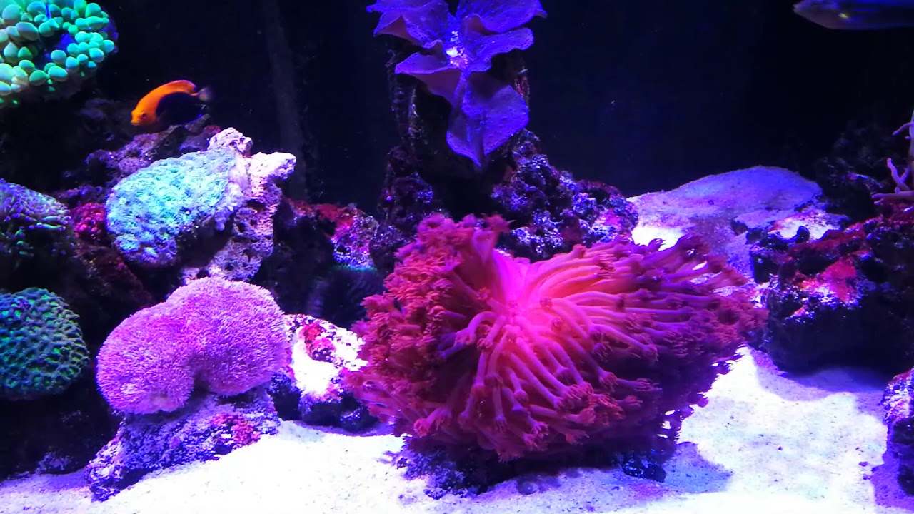 Gonipora and Alvepora (Flower pot corals) - Care husbandry