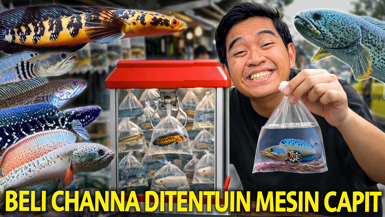 BELI CHANNA DITENTUIN SAMA MESIN CAPIT! SEKALIAN LIAT KONDISI PASAR IKAN JL.PETA BANDUNG!
