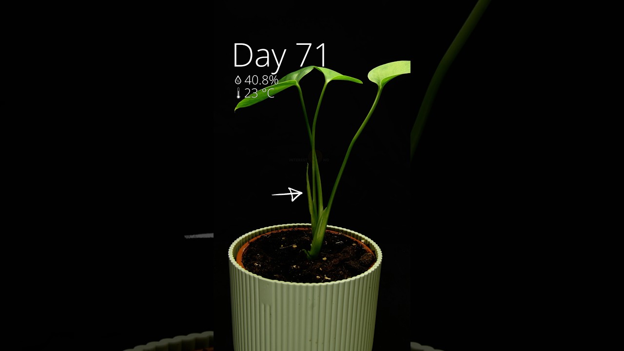 This is how I grew my monstera deliciosa from seed! #timelapse #monstera