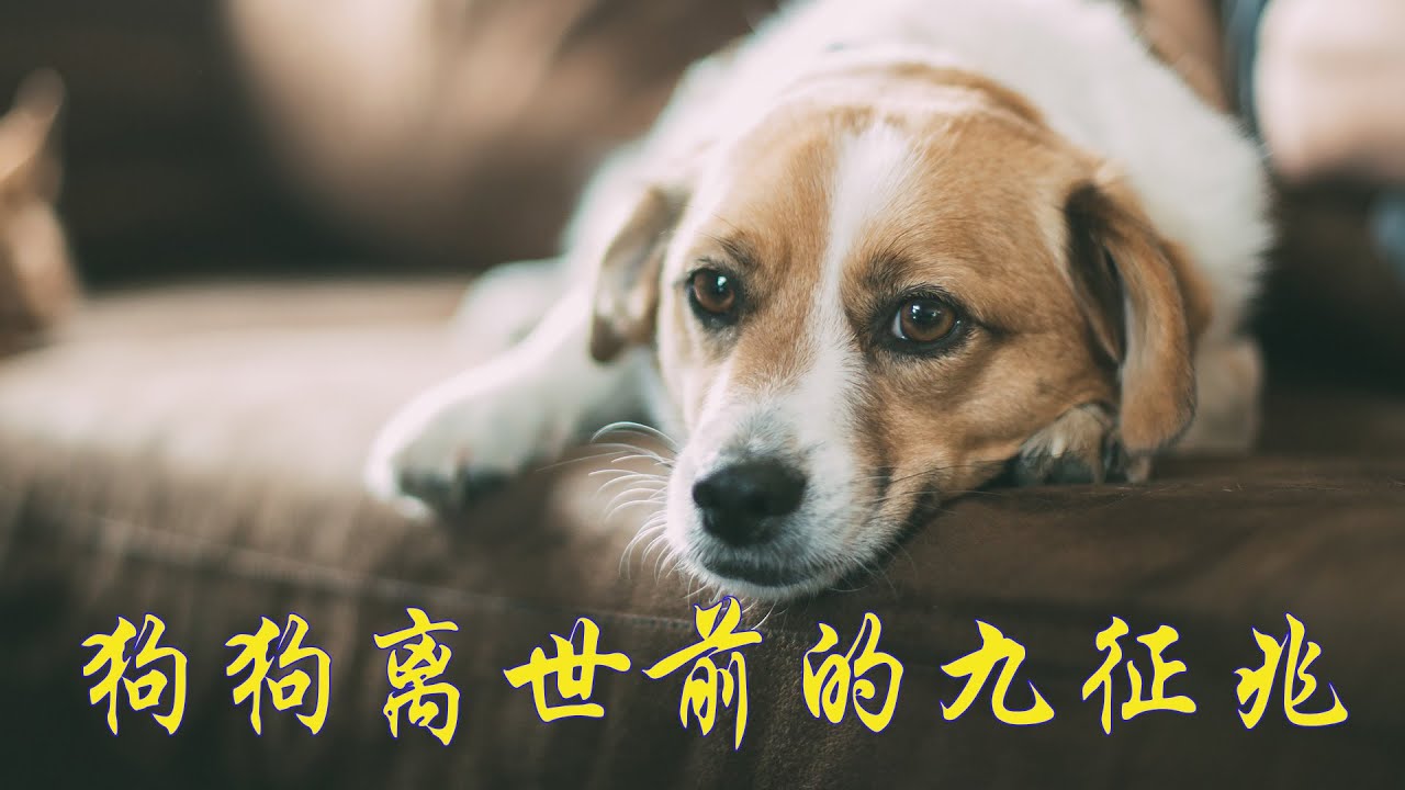 #狗狗離世前的9個徵兆，#狗狗臨死前的徵兆  家有老年狗狗的一定要看完，希望狗主人在狗狗即將去往汪星前陪在狗狗身邊，不留遺憾的和狗狗好好告別。