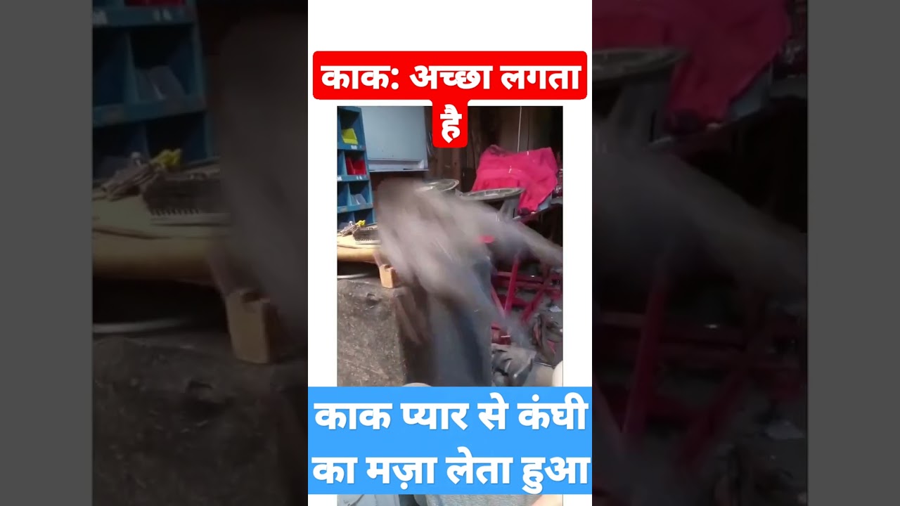 Incredible: Man Does the Unthinkable To Kite Flying ! #काक की कंघी आपको हैरान कर देगी