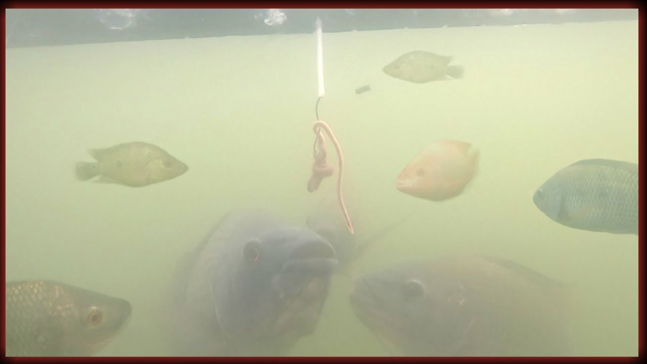 CARA IKAN NILA MAKAN UMPAN CACING DALAM AIR || Tes Umpan Dengan Mata Kail