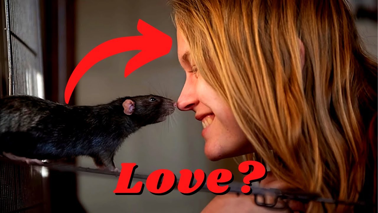 The 7 Hidden Signs That Your Rat Loves & Trusts You