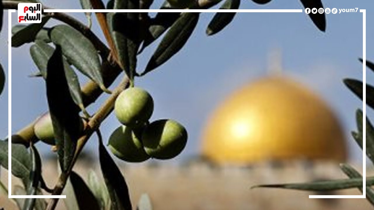 لماذا تعتبر شجرة الزيتون رمز لدولة فلسطين ؟