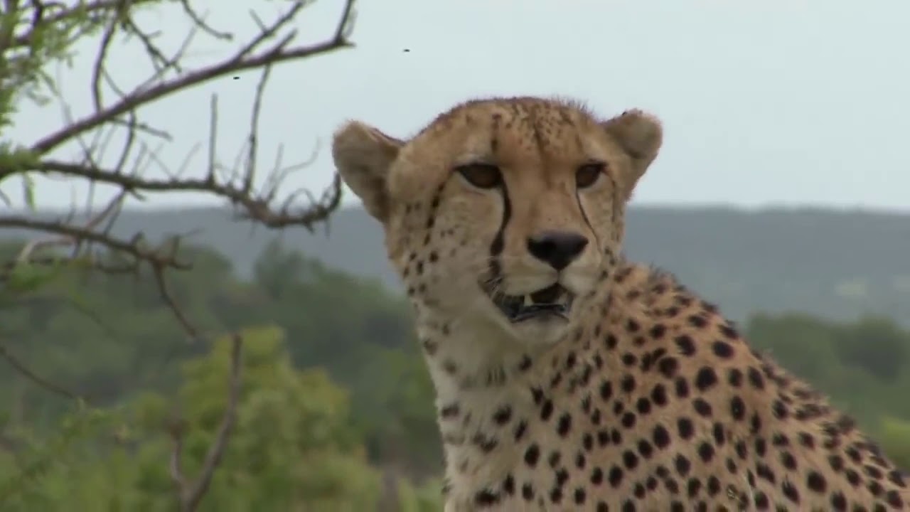 The Cheetah King Part 1: 